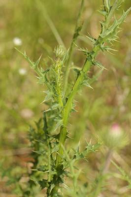 Chardon à feuilles de Carline Carduus defloratus subsp. carlinifolius (Lam.) Ces., 1844