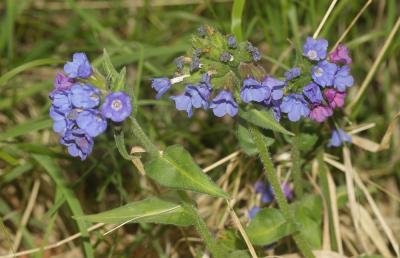 Pulmonaire à feuilles étroites Pulmonaria angustifolia L., 1753
