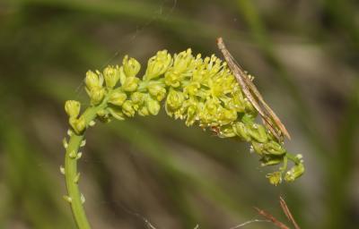 Tofieldie à calicule Tofieldia calyculata (L.) Wahlenb., 1812