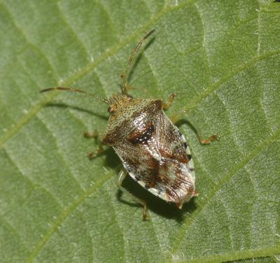 Elasmucha sociale, Punaise du bouleau Elasmucha grisea (Linnaeus, 1758)