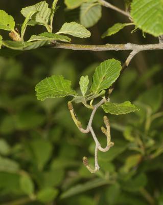 Aulne blanchâtre, Aulne de montagne Alnus incana (L.) Moench, 1794