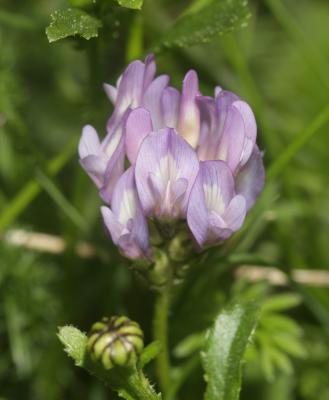 Astragale du Danemark Astragalus danicus Retz., 1783