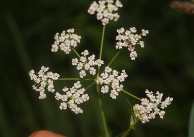 Cumin des prés, Anis des Vosges Carum carvi L., 1753
