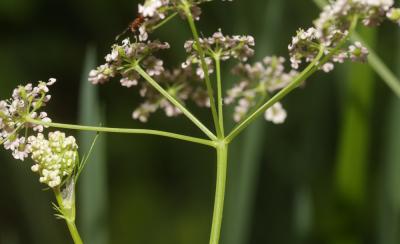 Cumin des prés, Anis des Vosges Carum carvi L., 1753