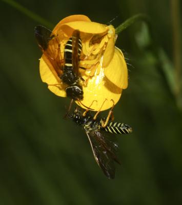  Megalodontes Latreille, 1803