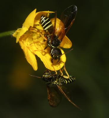  Megalodontes Latreille, 1803
