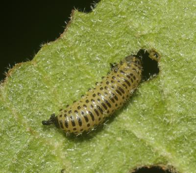  Pyrrhalta viburni (Paykull, 1799)