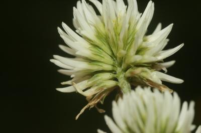 Trèfle des montagnes Trifolium montanum L., 1753