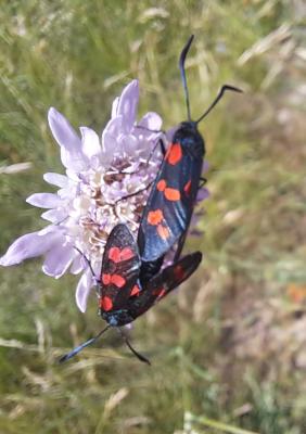 Zygène du Pied-de-Poule (La), Zygène des Lotiers ( Zygaena filipendulae (Linnaeus, 1758)