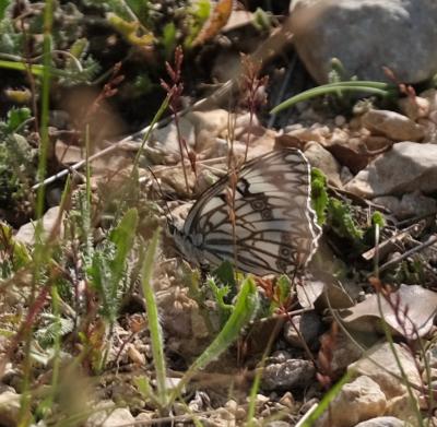 Échiquier d'Occitanie (L'), Demi-Deuil occitan (Le Melanargia occitanica (Esper, 1793)