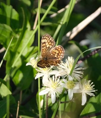 Mélitée de Fruhstorfer (La) Melitaea nevadensis Oberthür, 1904