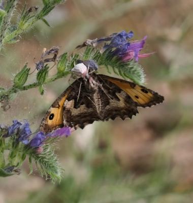 Agreste (L') Hipparchia semele (Linnaeus, 1758)