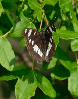 Sylvain azuré (Le), Camille (Le) Limenitis reducta Staudinger, 1901