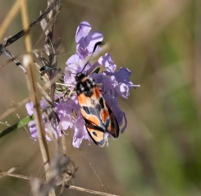 Zygène de la Petite coronille (La) Zygaena fausta (Linnaeus, 1767)
