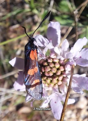 Zygène du Pied-de-Poule (La), Zygène des Lotiers ( Zygaena filipendulae (Linnaeus, 1758)