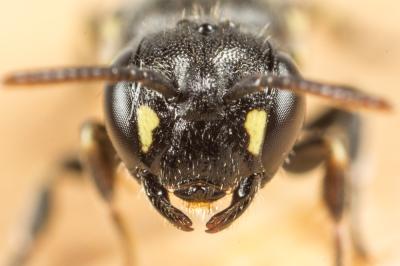  Hylaeus brachycephalus (Morawitz, 1868)
