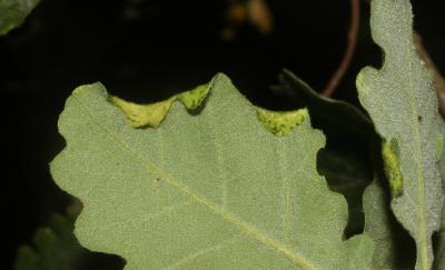  Macrodiplosis pustularis (Bremi, 1847)