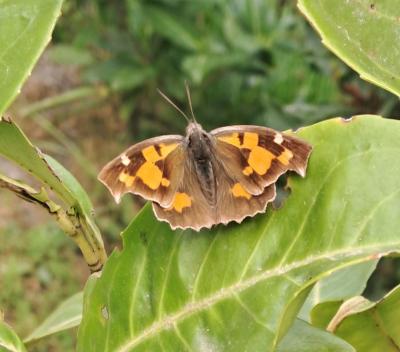 Échancré (L'), Libythée du Micocoulier (La), Échan Libythea celtis (Laicharting, 1782)