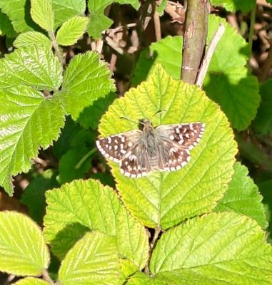 Tacheté austral (Le), Hespérie de l'Aigremoine (L' Pyrgus malvoides (Elwes & Edwards, 1897)