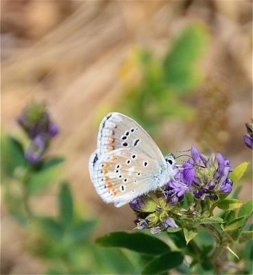 Azuré du Mélilot (L'), Argus turquoise (L'), Azuré Polyommatus dorylas (Denis & Schiffermüller, 1775)