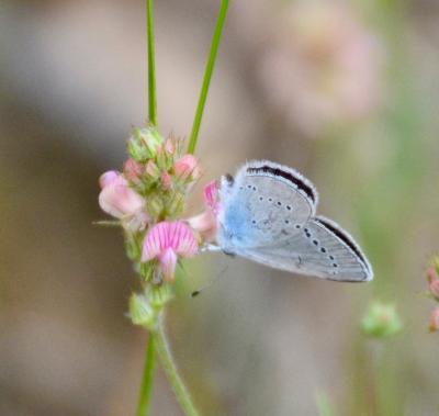 Azuré de la Chevrette (L'), Azuré osiris (L'),  Pe Cupido osiris (Meigen, 1829)