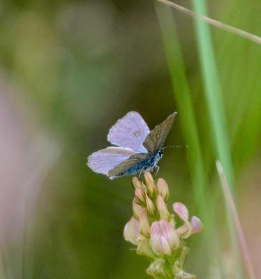 Azuré de la Chevrette (L'), Azuré osiris (L'),  Pe Cupido osiris (Meigen, 1829)