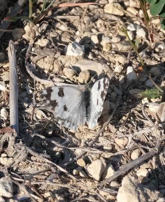 Marbré-de-vert (Le), Piéride du Réséda (La), Marbr Pontia daplidice (Linnaeus, 1758)