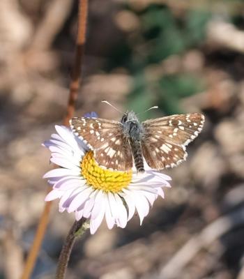Hespérie des Potentilles (L'), Armoricain (L') Pyrgus armoricanus (Oberthür, 1910)