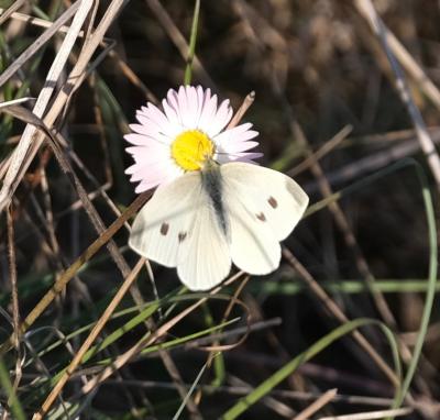 Piéride de la Rave (La), Petit Blanc du Chou (Le), Pieris rapae (Linnaeus, 1758)