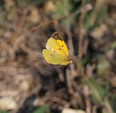 Souci (Le) Colias crocea (Geoffroy in Fourcroy, 1785)