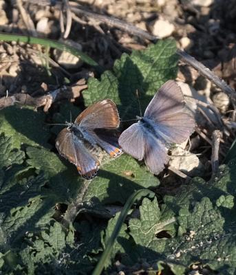 Azuré commun Polyommatus icarus (Rottemburg, 1775)