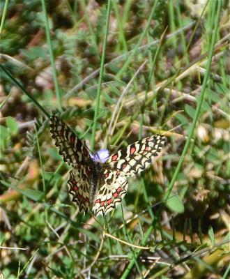 Proserpine (La), Thaïs écarlate (La), Proserpine d Zerynthia rumina (Linnaeus, 1758)