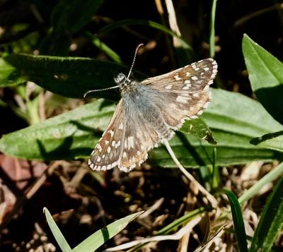 Hespérie des Potentilles (L'), Armoricain (L') Pyrgus armoricanus (Oberthür, 1910)
