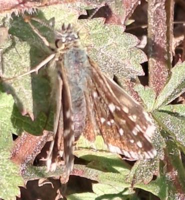 Tacheté austral (Le), Hespérie de l'Aigremoine (L' Pyrgus malvoides (Elwes & Edwards, 1897)