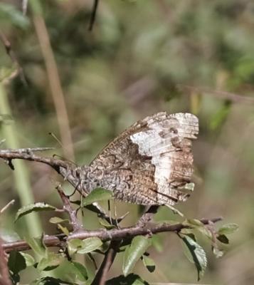 Sylvandre (Le), Portier de la forêt (Le), Silène ( Hipparchia fagi (Scopoli, 1763)
