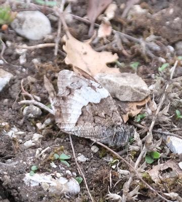 Sylvandre (Le), Portier de la forêt (Le), Silène ( Hipparchia fagi (Scopoli, 1763)