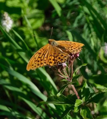 Tabac d'Espagne (Le), Nacré vert (Le), Barre argen Argynnis paphia (Linnaeus, 1758)