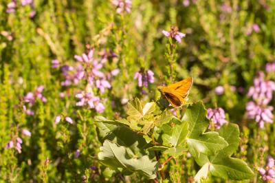 Sylvaine (La), Sylvain (Le), Sylvine (La) Ochlodes sylvanus (Esper, 1777)