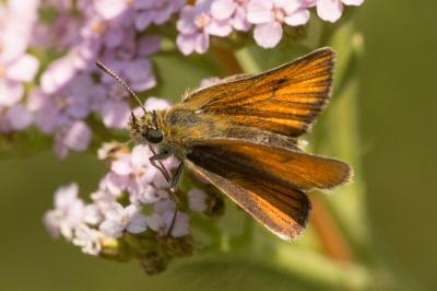 Hespérie du Dactyle (L'), Hespérie europénne (au C Thymelicus lineola (Ochsenheimer, 1808)
