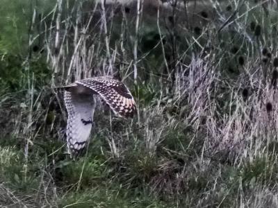 Hibou des marais Asio flammeus (Pontoppidan, 1763)