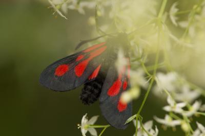 Zygène de la Gesse (La), Zygène des Vesces (La) Zygaena romeo Duponchel, 1835