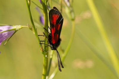 Zygène du Lotier (La), la Zygène du Fer-à-Cheval ( Zygaena loti (Denis & Schiffermüller, 1775)