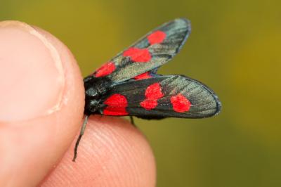Zygène des prés (La), Zygène des Cornettes (La) Zygaena trifolii (Esper, 1783)