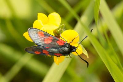 Zygène des prés (La), Zygène des Cornettes (La) Zygaena trifolii (Esper, 1783)