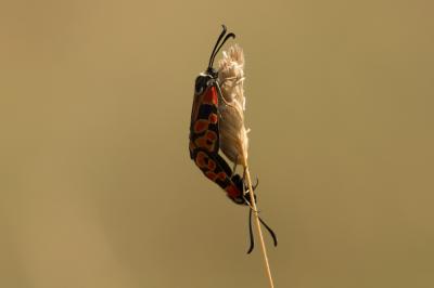  Zygaena hilaris Ochsenheimer, 1808