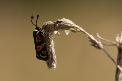 Zygène d'Occitanie (La), Zygène occitane (La), Zyg Zygaena occitanica (Villers, 1789)