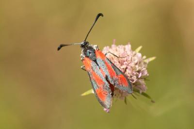 Zygène du Panicaut (La) Zygaena sarpedon (Hübner, 1790)