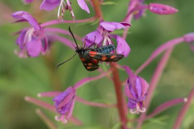 Zygène des prés (La), Zygène des Cornettes (La) Zygaena trifolii (Esper, 1783)