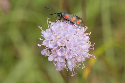 Zygène du Pied-de-Poule (La), Zygène des Lotiers ( Zygaena filipendulae (Linnaeus, 1758)