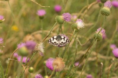 Demi-Deuil (Le), Échiquier (L'), Échiquier commun  Melanargia galathea (Linnaeus, 1758)